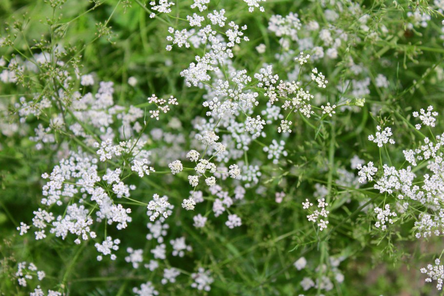 Белый фон без