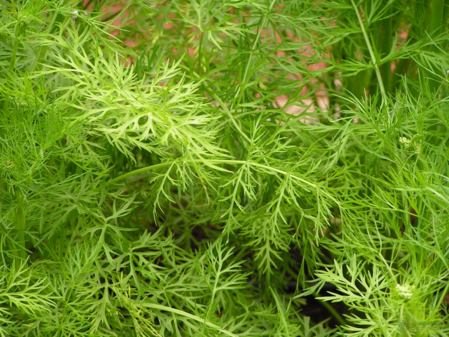 Листья тмина