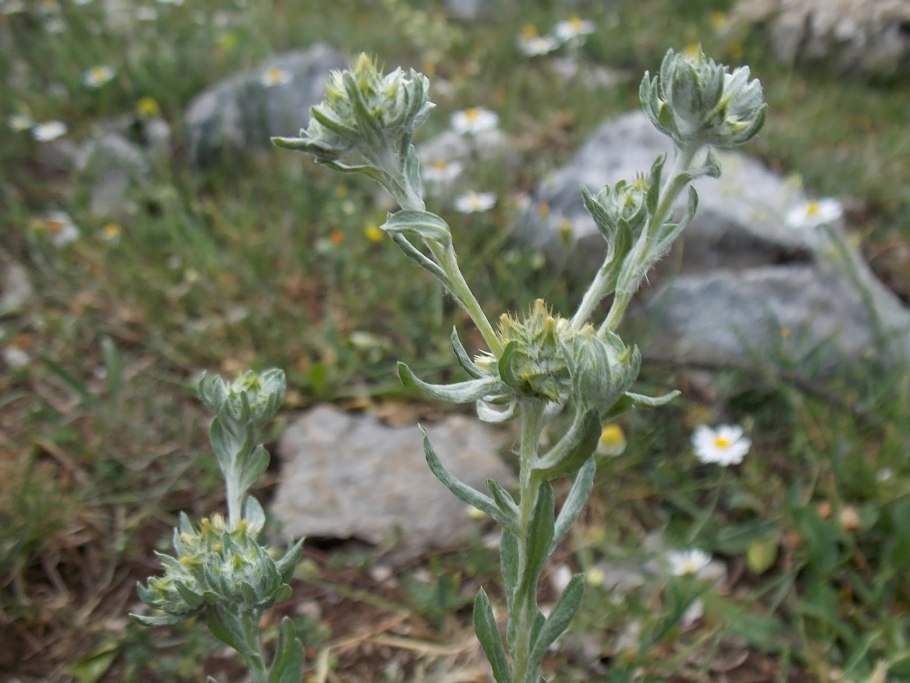 Тмин обыкновенный (Carum Carvi)