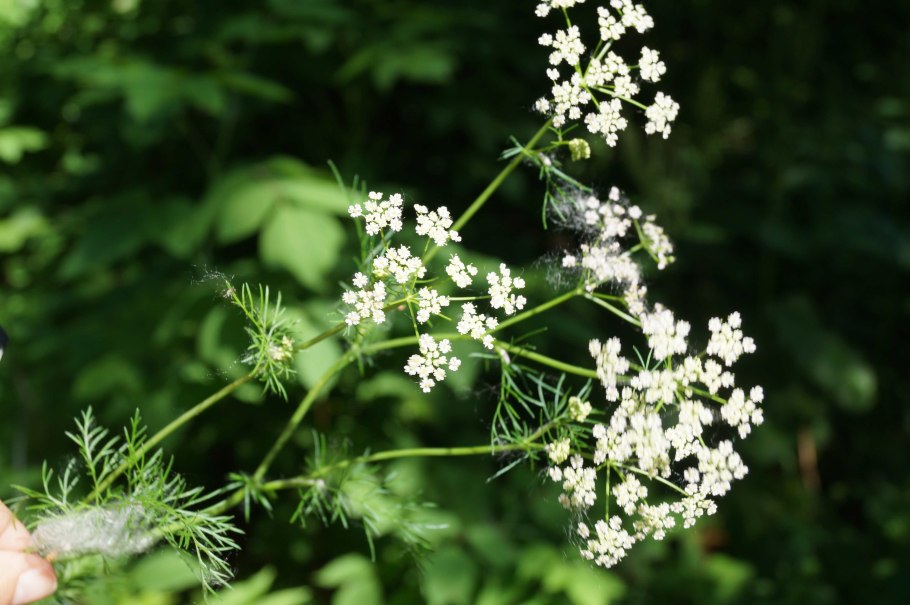 Тмин обыкновенный Carum Carvi l.