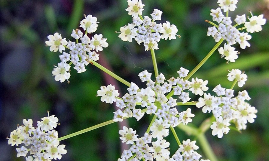 Тмин обыкновенный (Carum Carvi)