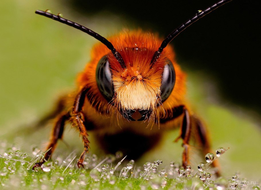 Жёлтая длиннорылая рыба-бабочка