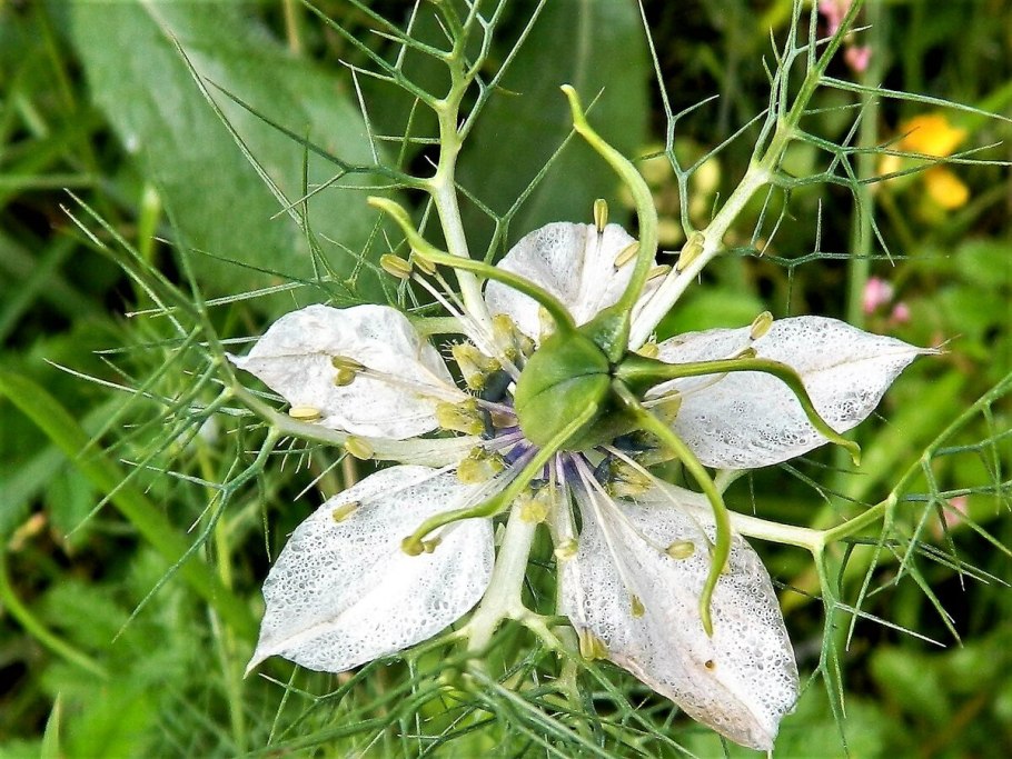 Чернушка плод