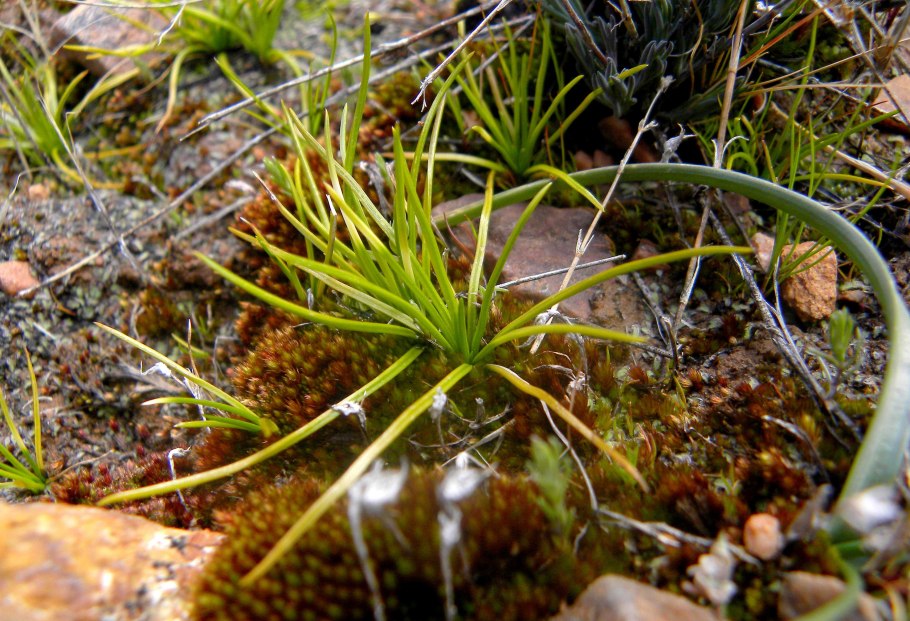 Полушник Озерный Isoetes lacustris