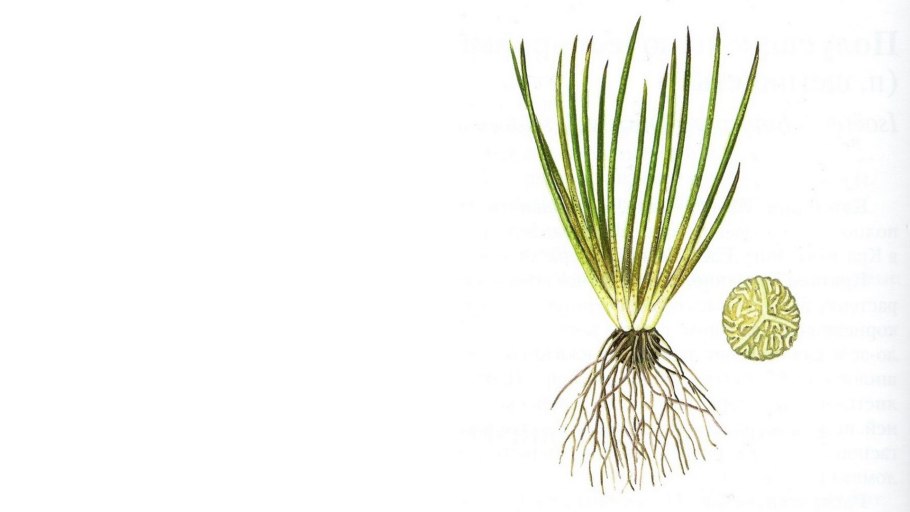 Полушник Озерный Isoetes lacustris