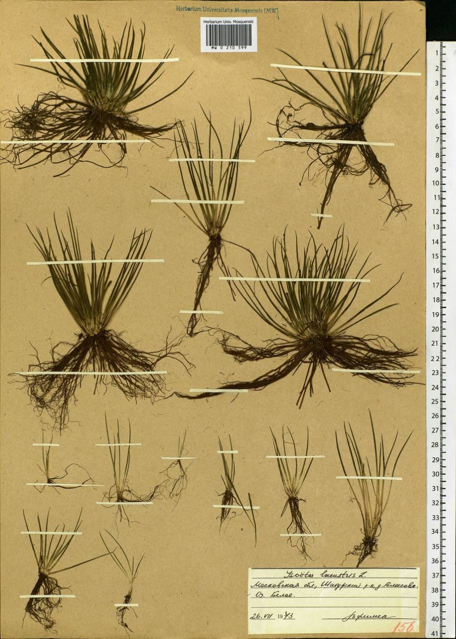 Isoetes lacustris