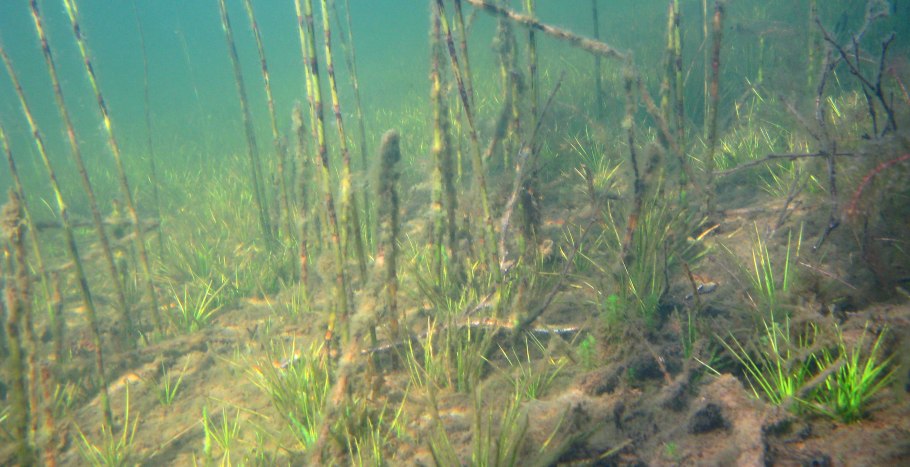  Полушник колючеспоровый (Isoetes echinospora);