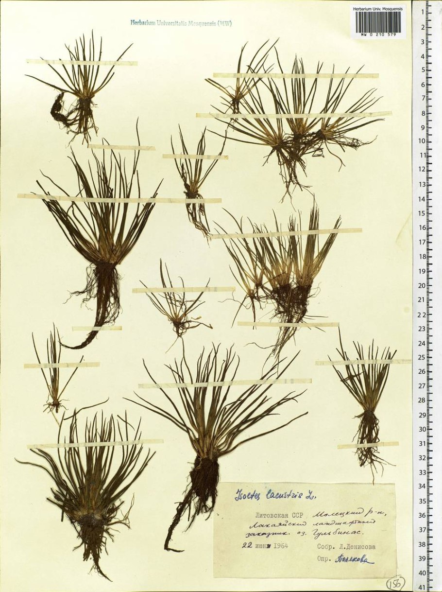 Isoetes lacustris