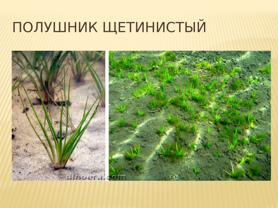 Полушник Озерный плаун