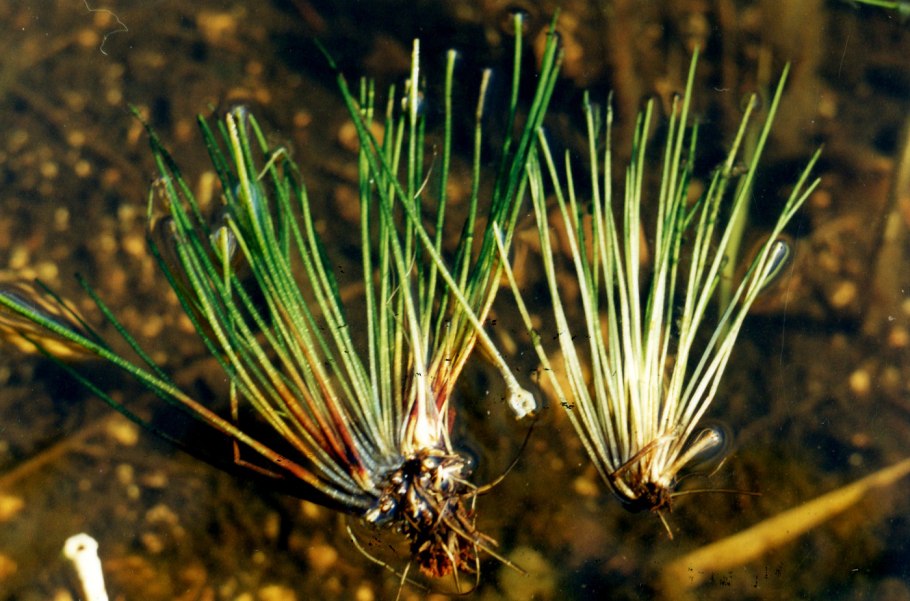 Полушник Озерный плаун