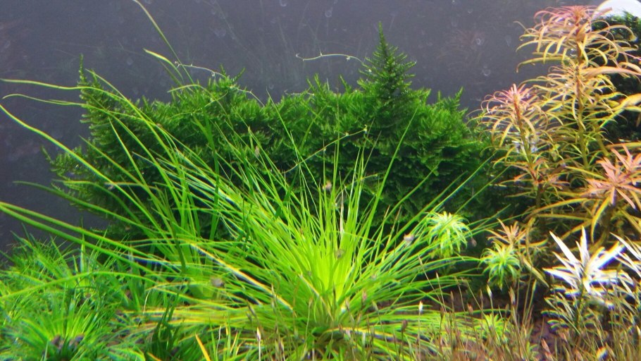 Полушник иглистый (Isoёtes tenella Lem. Ex des.)