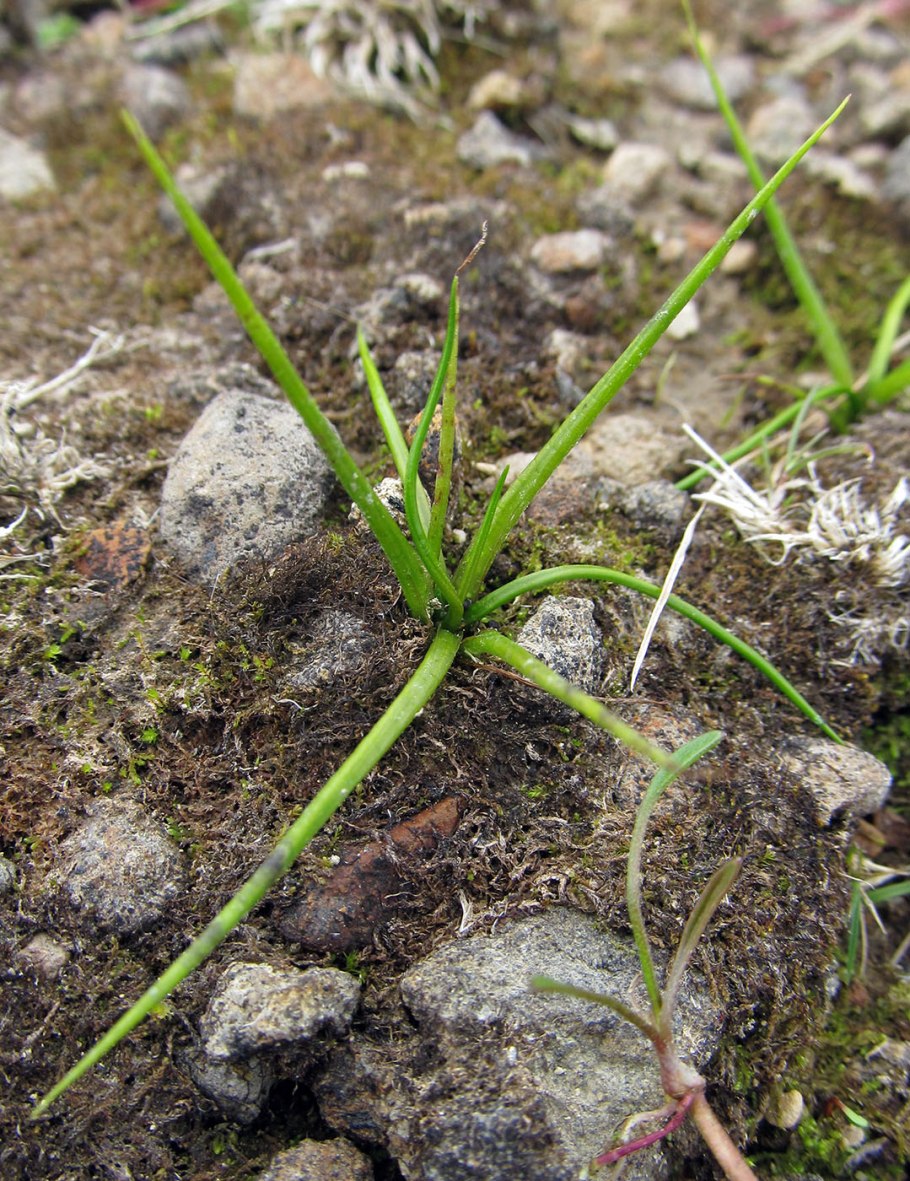 Растение Баранец обыкновенный