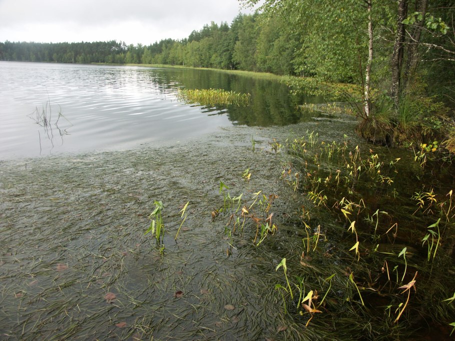 Полушник Озерный Isoetes lacustris