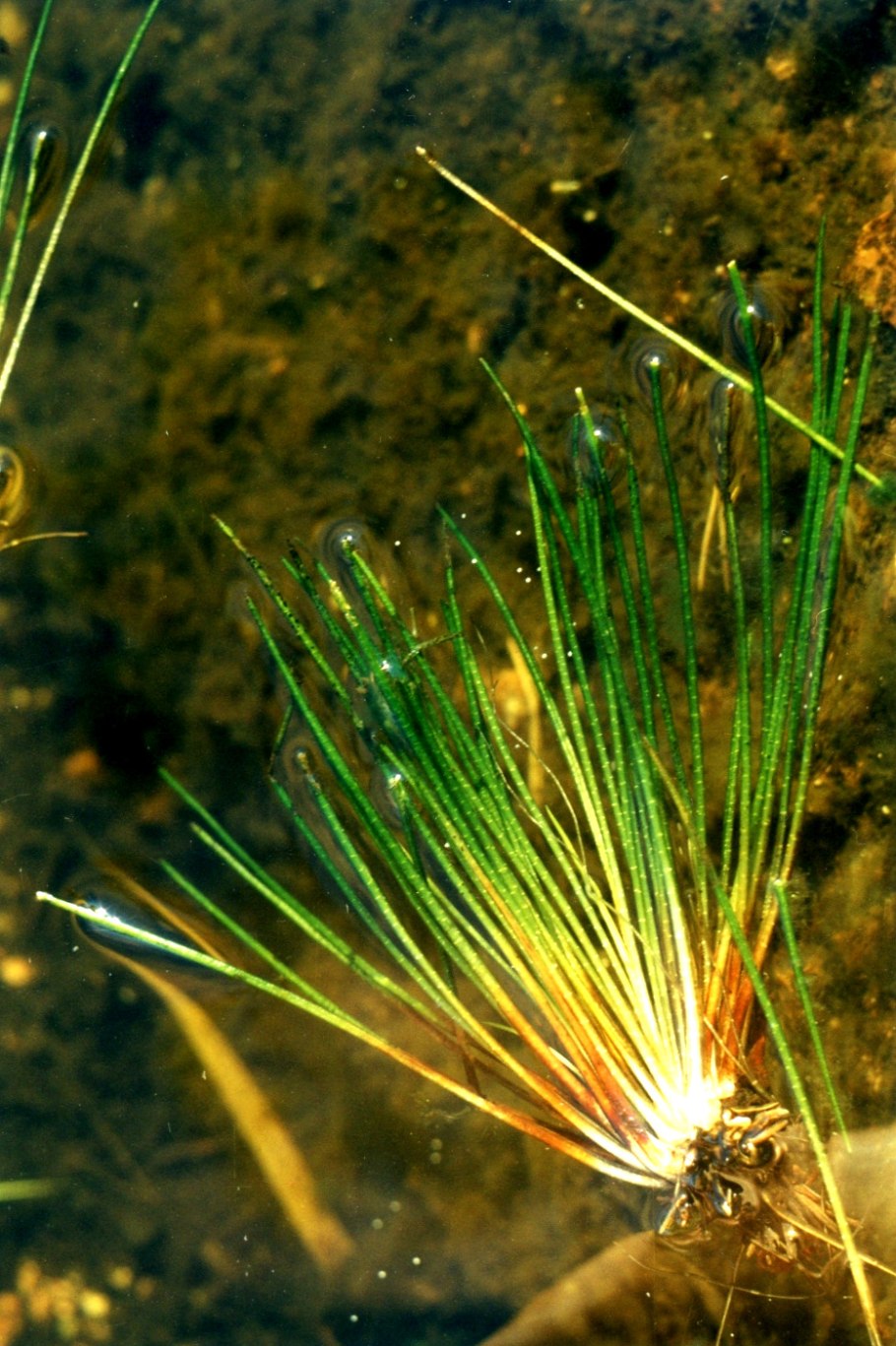 Полушник колючеспоровый