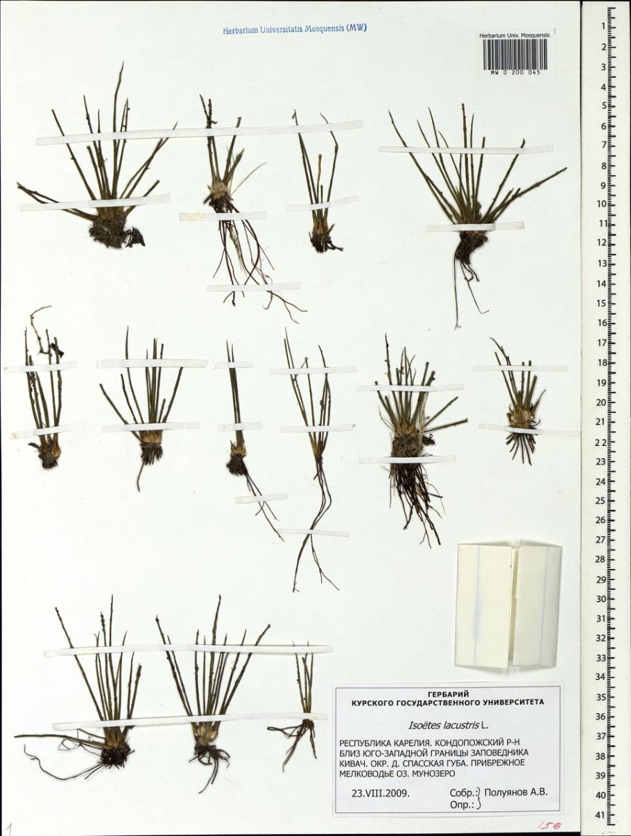 Isoetes lacustris