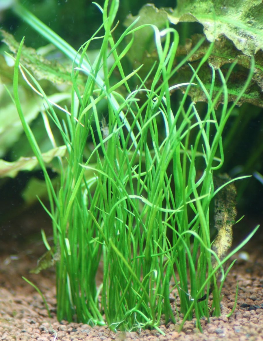 Споры Isoetes lacustris