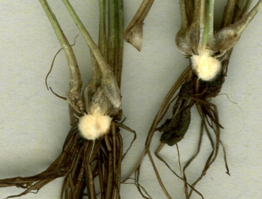 Стеблевая луковая нематода