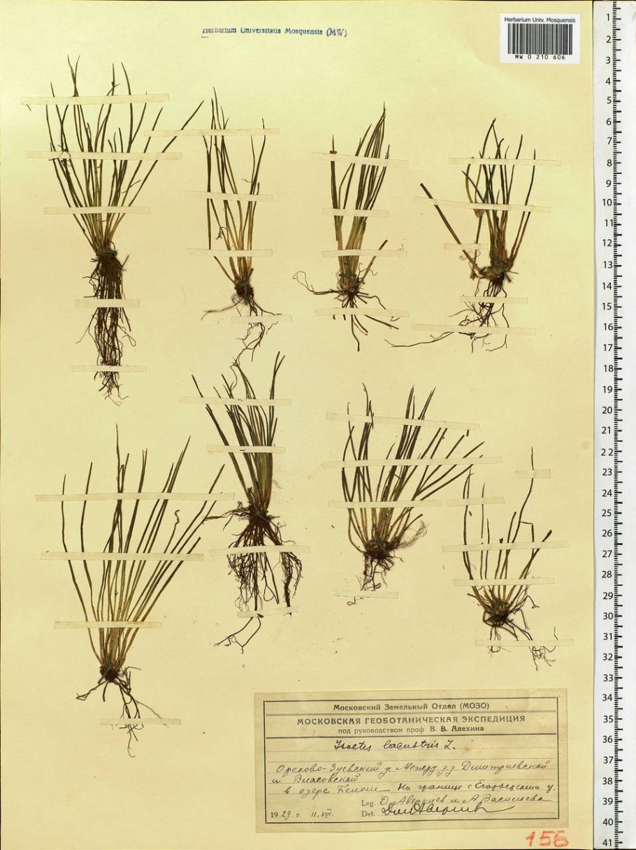 Жизненный цикл полушника Озерного