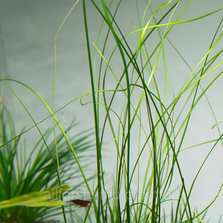 Полушник Озерный размножение