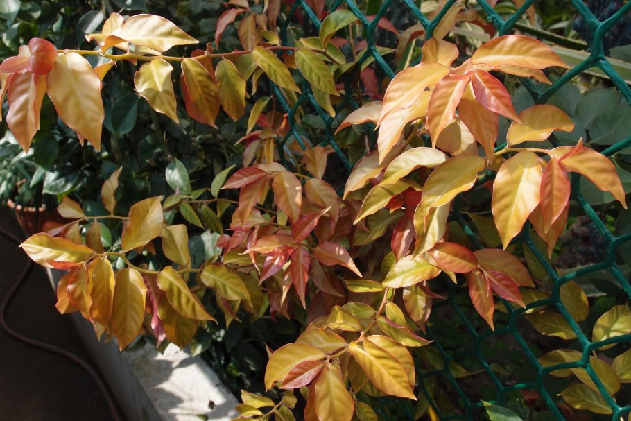 Переския Годсеффа