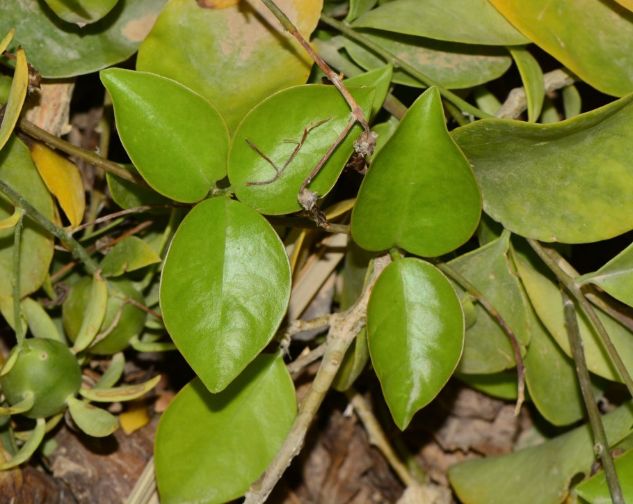 Переския шиповатая (Pereskia aculeata Miller)