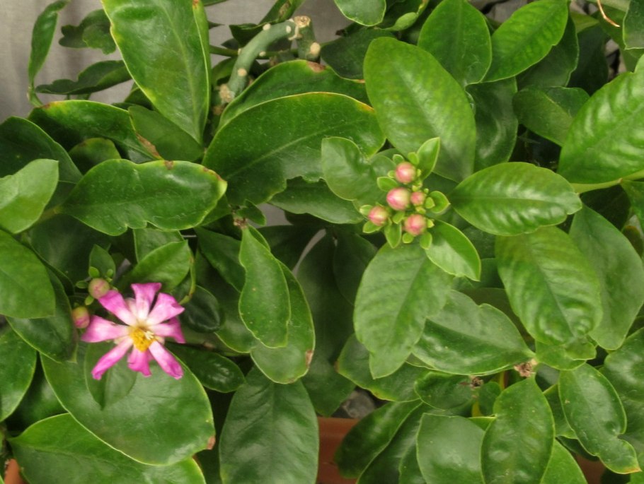 Переския Годсеффа