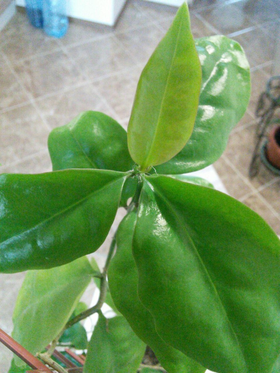 Переския шиповатая (Pereskia aculeata Miller)