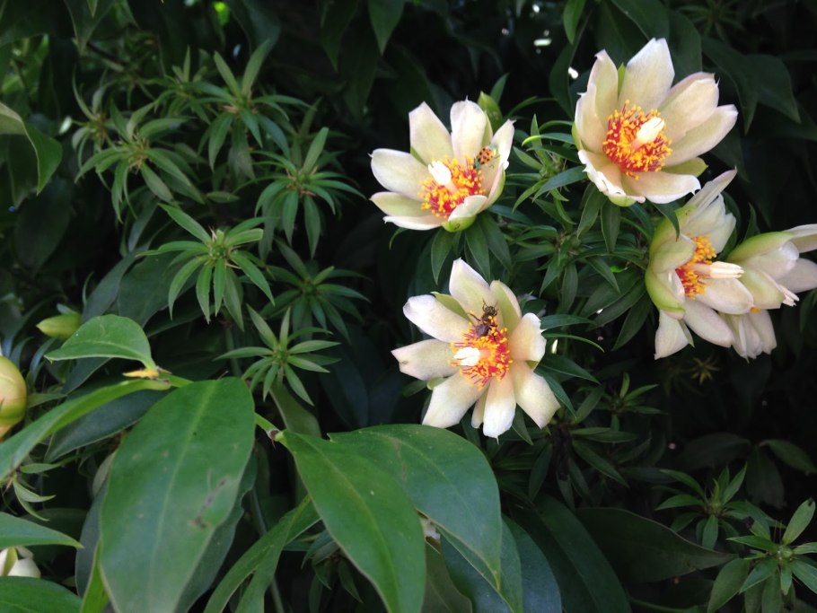 Переския грандифлора