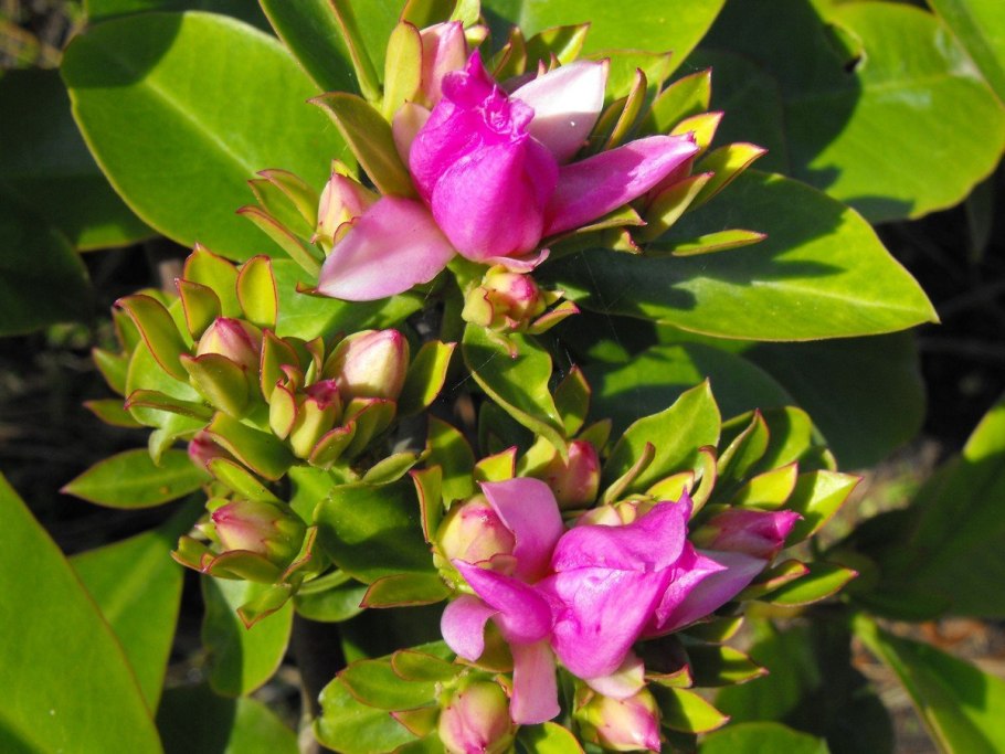 Pereskia aculeata