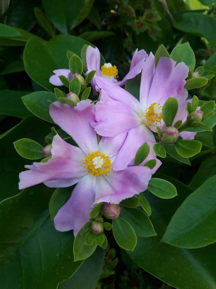 Переския Годсеффа