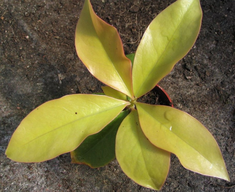 Переския грандифлора