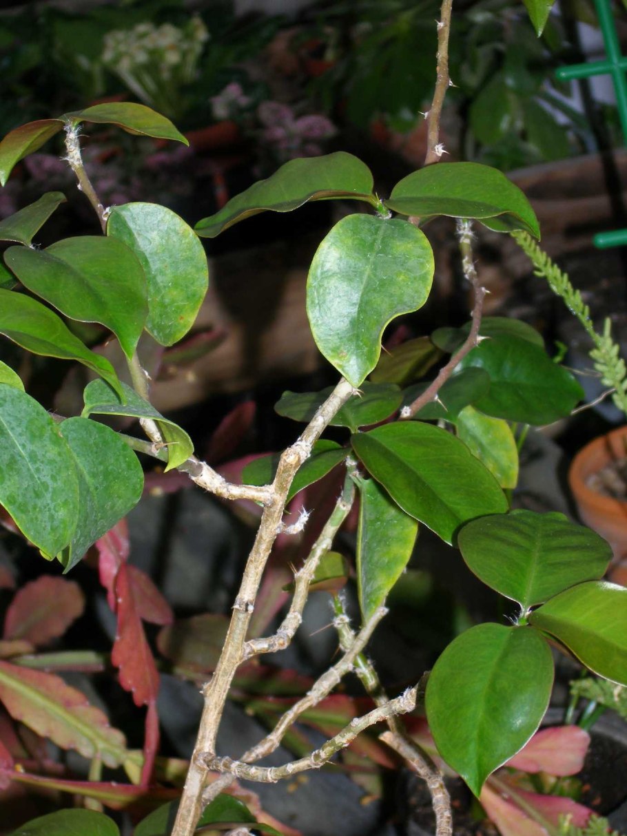 Переския акулеата