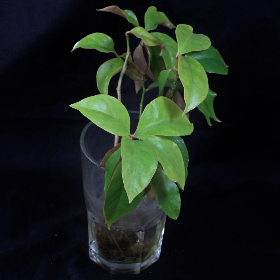 Переския шиповатая (Pereskia aculeata Miller)