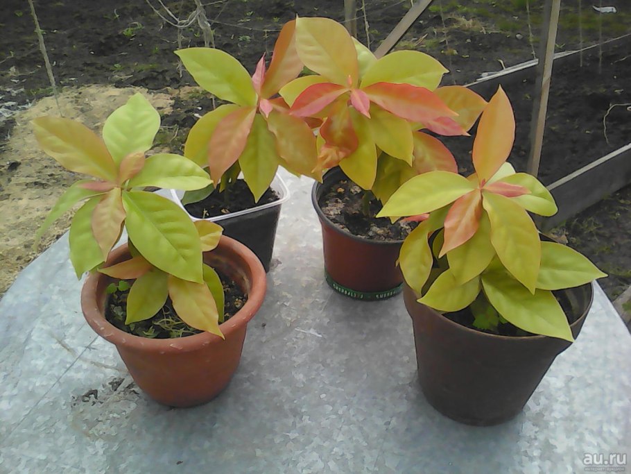 Лиственный Кактус Переския