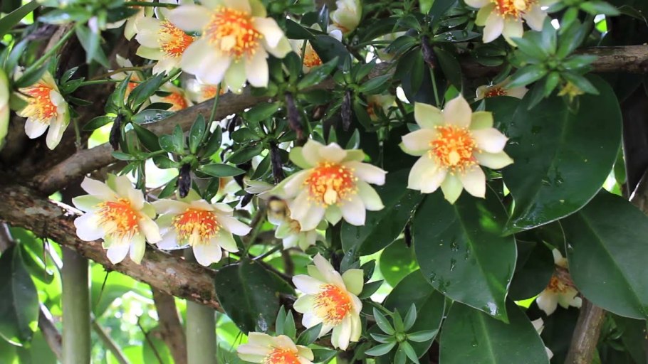 Переския оранжевая