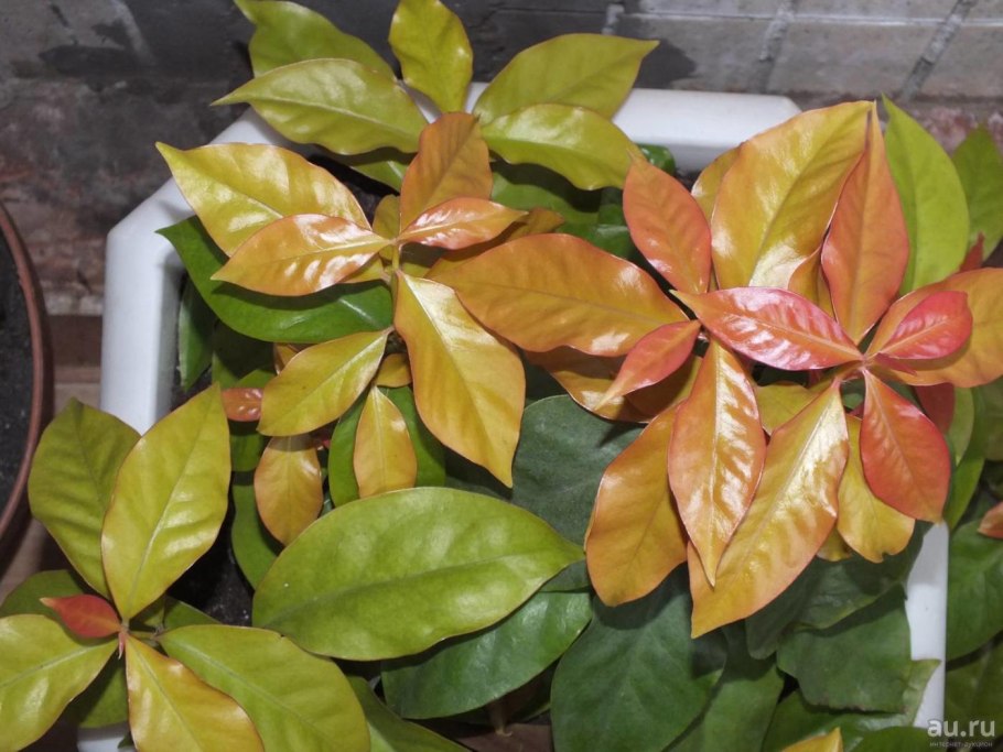 Переския блео