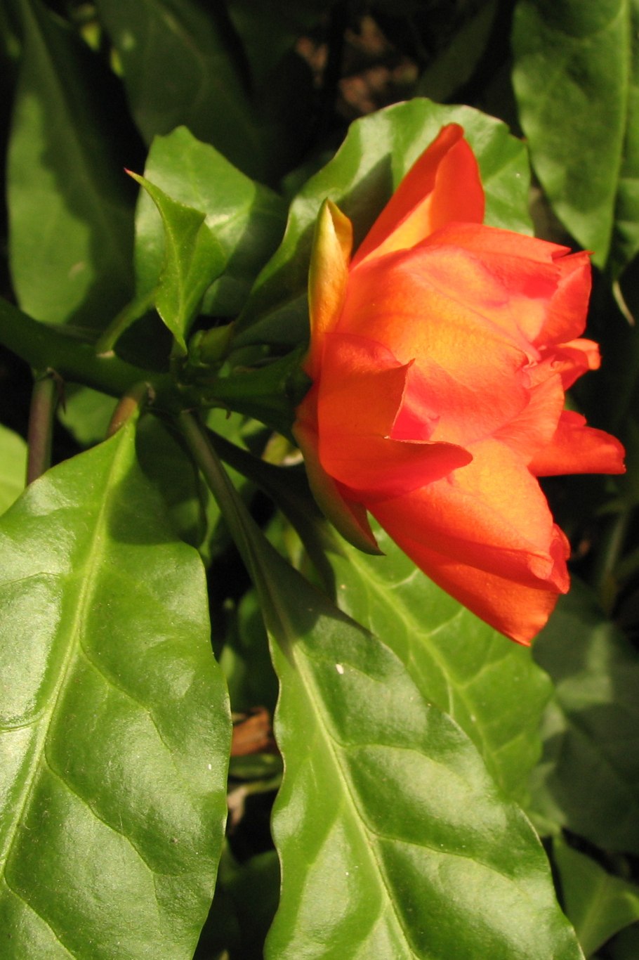 Переския большецветковая