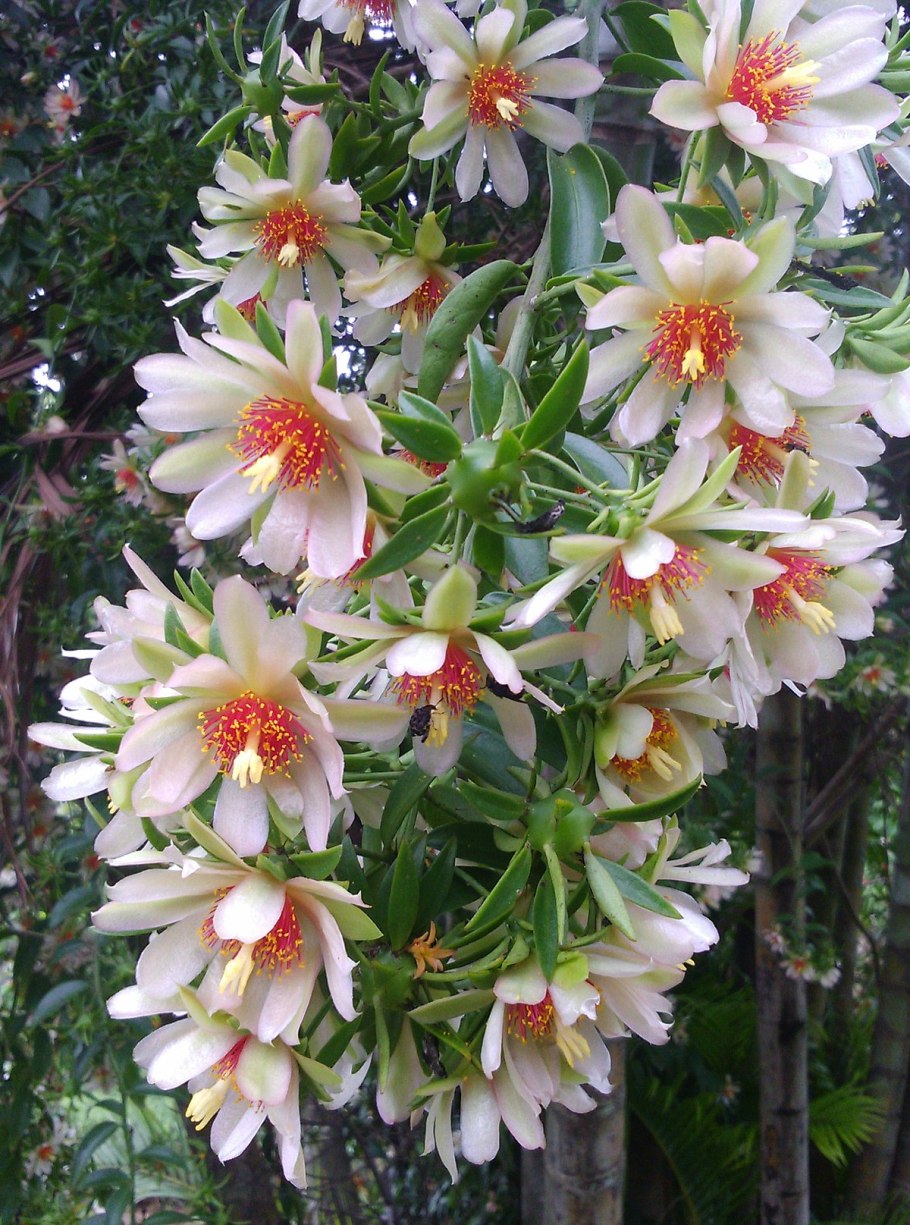 Переския Годсеффа