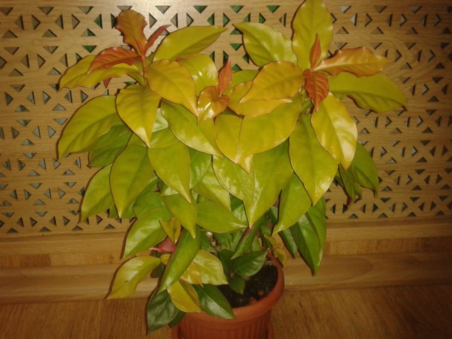 Переския шиповатая Годсеффа