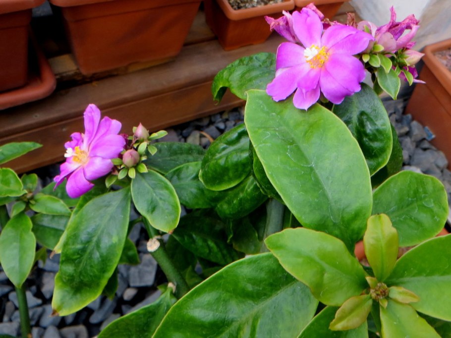 Переския сахарная Кактус Южная Америка