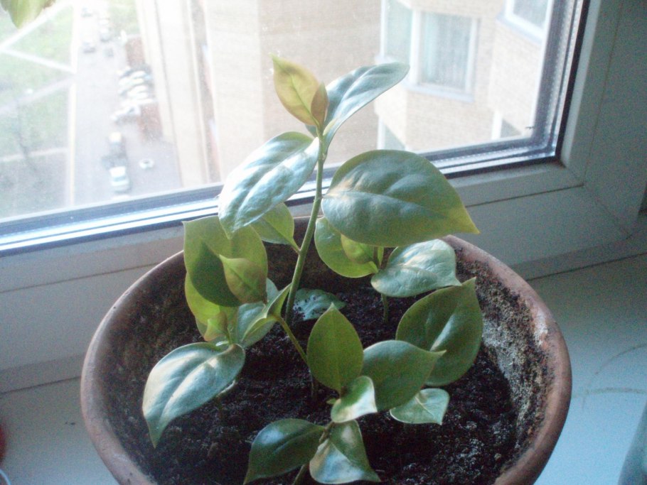 Переския грандифлора