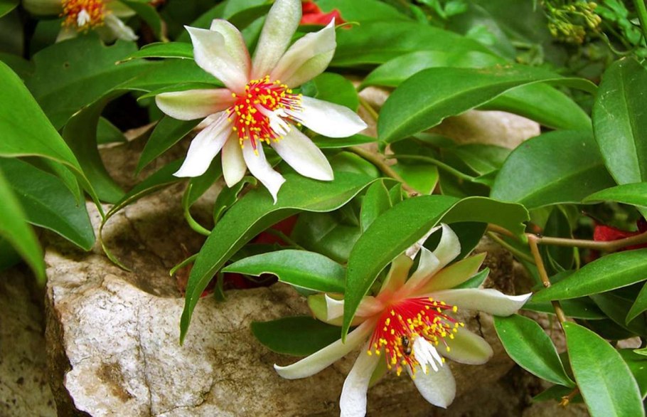 Переския шиповатая Годсеффа