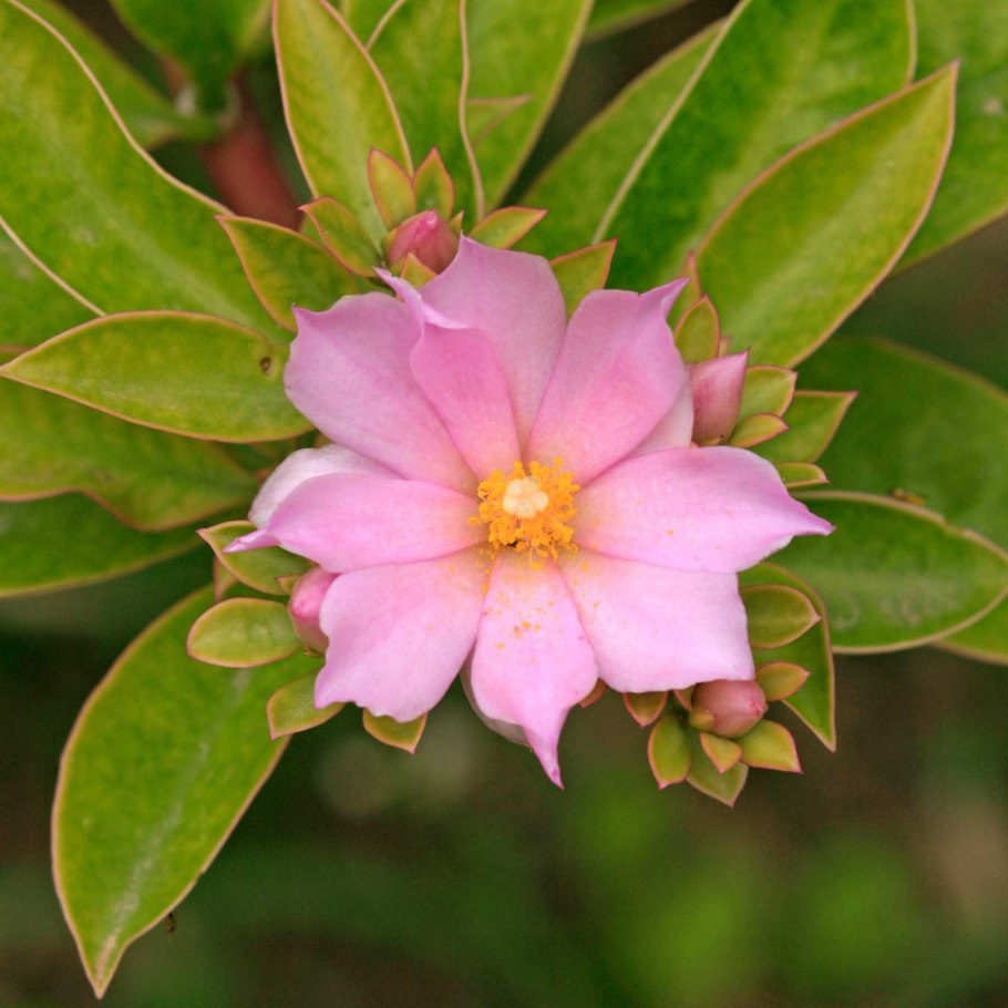 Переския шиповатая Годсеффа