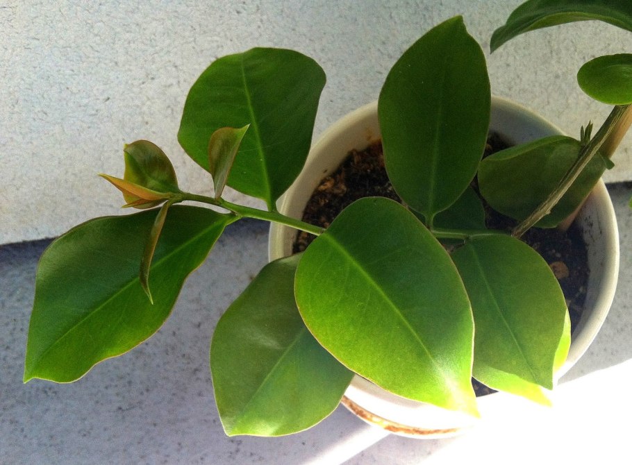 Переския грандифлора