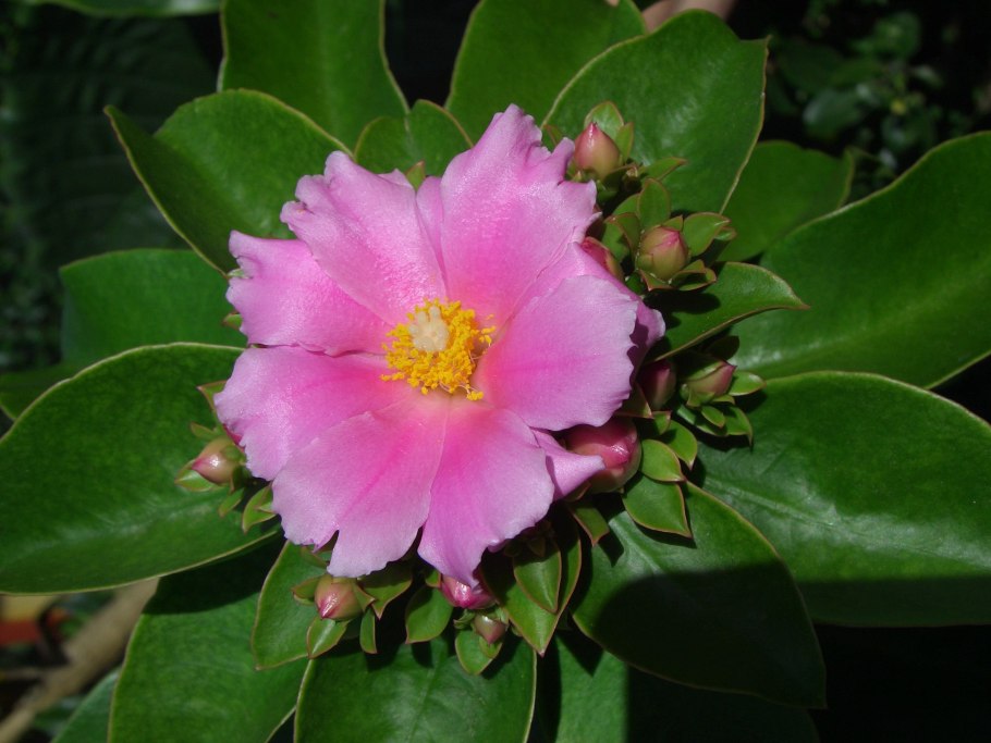 Переския шиповатая (Pereskia aculeata Miller)