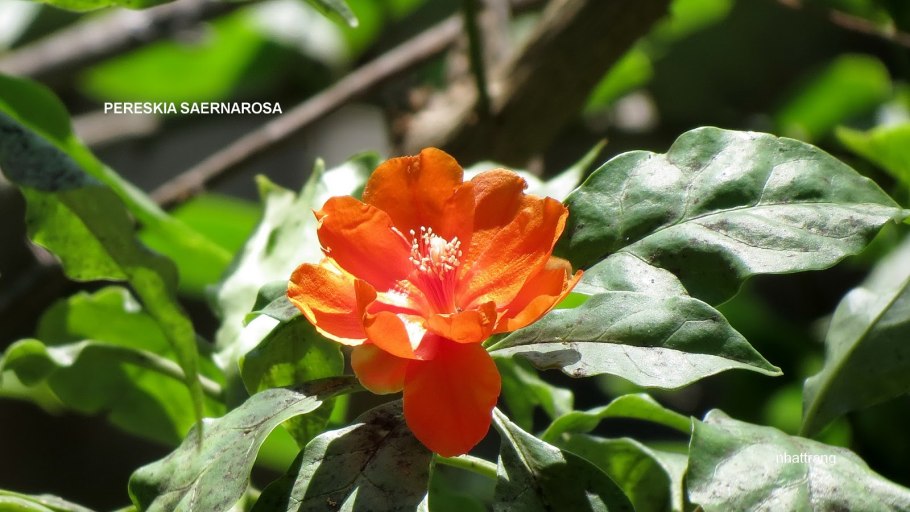 Переския фикус