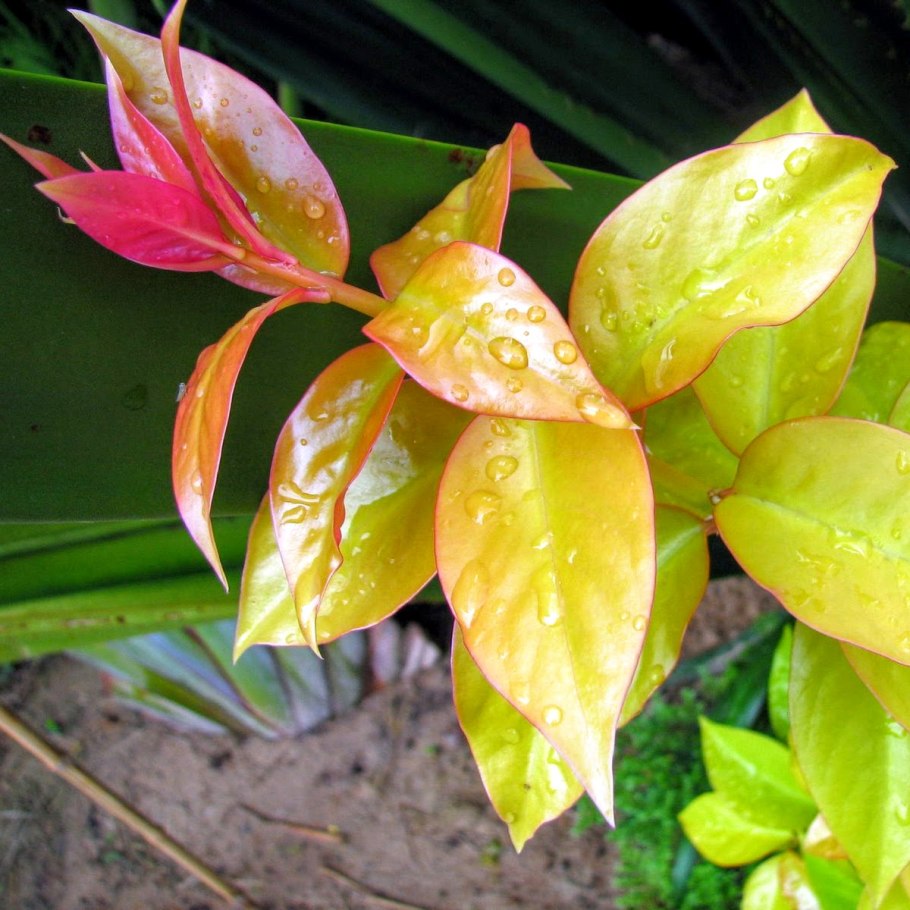 Переския Годсеффа