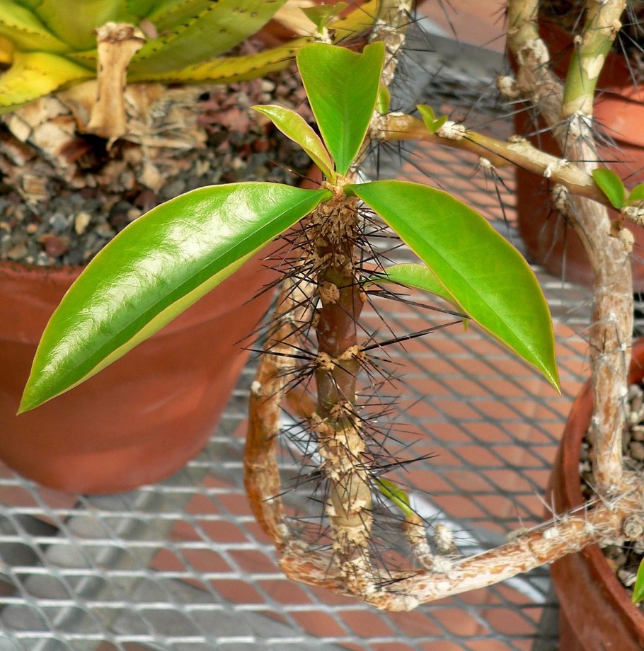 Кактус Переския Годсеффа