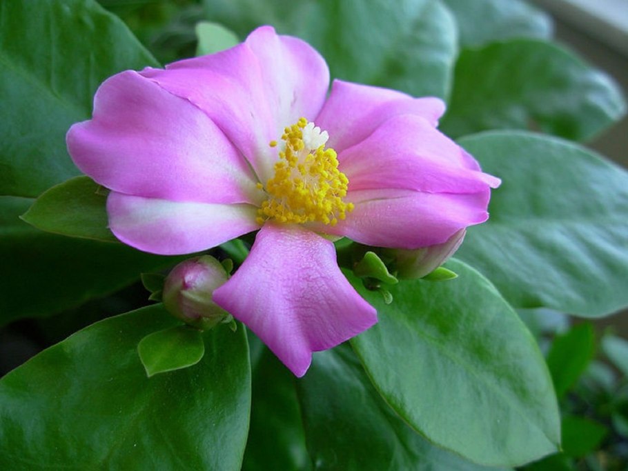 Переския Годсеффа цветение