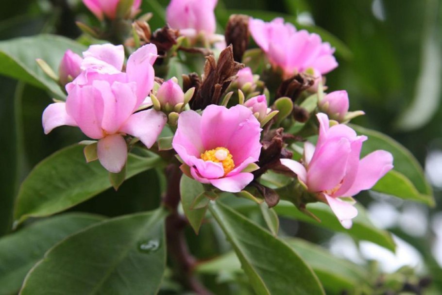 Переския шиповатая (Pereskia aculeata Miller)